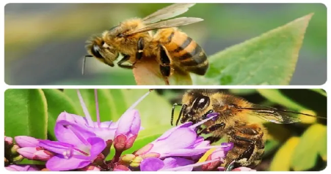 El ICA suspende registro de productos que contengan Fipronil