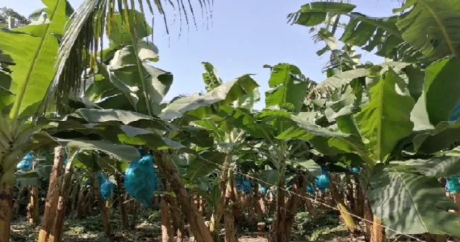 El ICA programó 2do curso internacional de prevención del Fusarium R4T