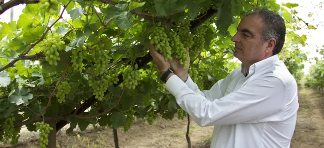 MinAgricultura e ICA logran admisibilidad en tiempo récord de 100 mil esquejes de uva sin semilla - 25 de mayo de 2016