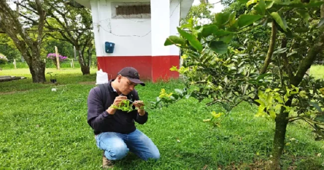 Compromiso del ICA: mantener ausencia de HLB en cultivos de cítricos en el Quindío