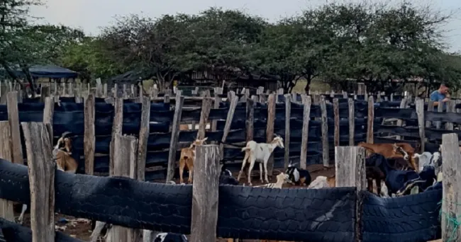 El ICA visitó comunidades indígenas de Uribía, en La Guajira, para realizar el registro sanitario de predios pecuarios
