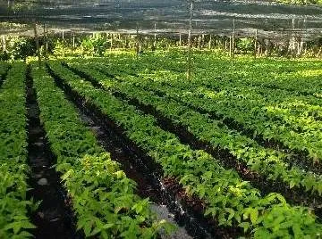 El ICA inspecciona viveros del Casanare para descartar plagas y enfermedades de control oficial