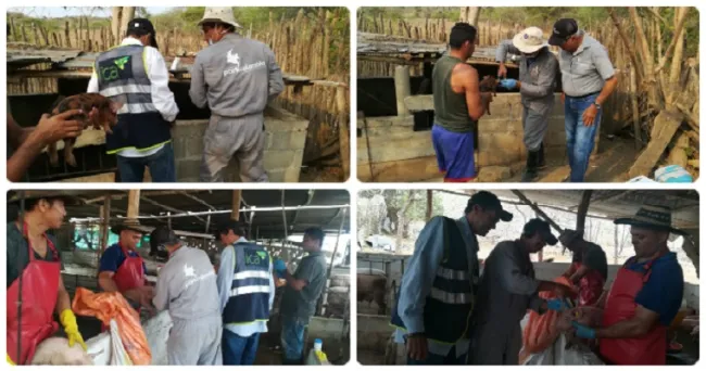 Las jornadas de vacunación de cerdos en el Atlántico, fortalecen la economía de traspatio y pequeños productores