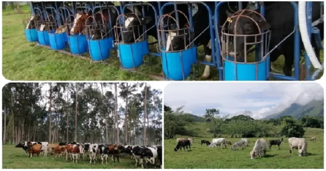 Más de mil personas se capacitaron en Bienestar Animal aplicado a bovinos