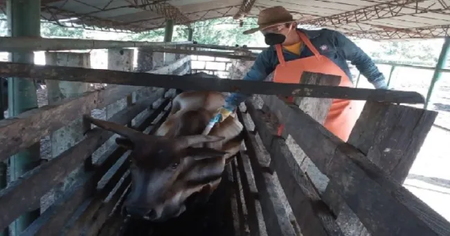 Colombia ha vacunado 5,1 millones de bovinos contra la fiebre aftosa