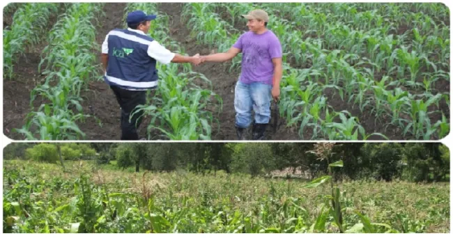 Definidas fechas para siembra de cultivos de maíz y sorgo en el Tolima