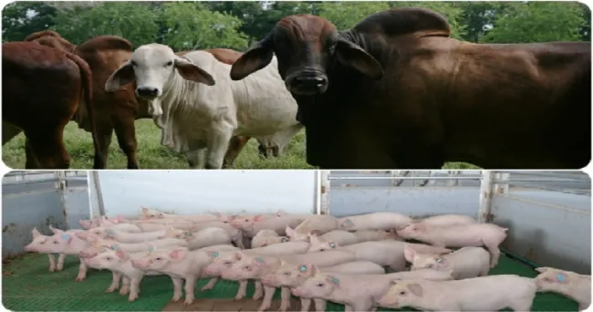 Más de 1.500 personas se capacitaron en bienestar animal en la producción de bovinos y porcinos