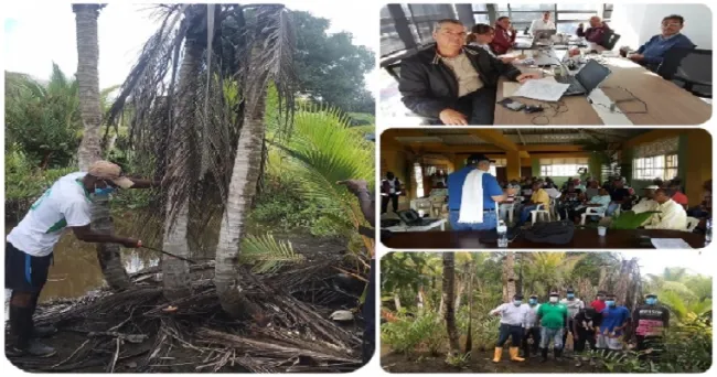Conozca las medidas fitosanitarias que se deben aplicar en los cultivos de palma de coco para el manejo y control de las principales plagas