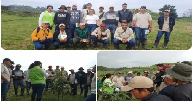 El ICA evalúa prevalencia de plagas cuarentenarias en cultivos de aguacate Hass del Quindío