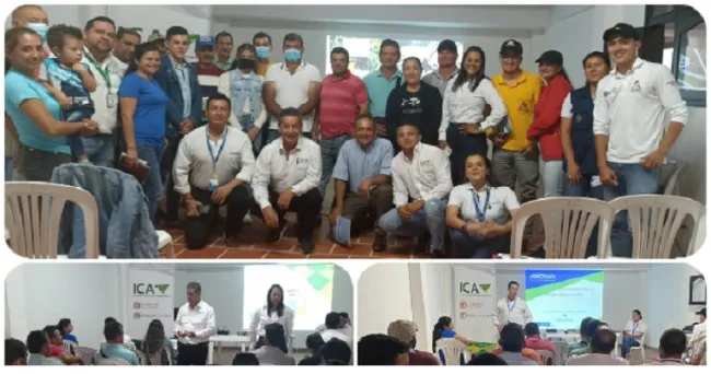 Prevenir, controlar y erradicar enfermedades en cultivos de plátano y banano, objetivo de productores de Villa Caro
