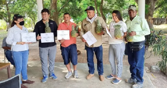 Los cultivos de piña del Cesar, con calidad e inocuidad