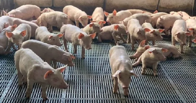 Con éxito se desarrolla el Proyecto de Cooperación Estratégica en Asuntos Veterinarios y de Inocuidad, entre Dinamarca y Colombia