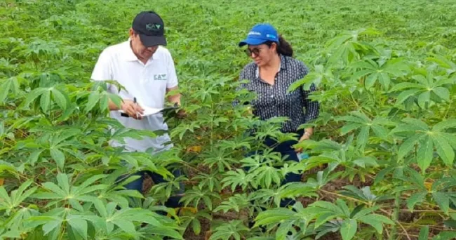 El ICA vigila la producción de semilla de yuca en Córdoba