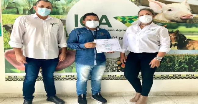 La piña cordobesa, fruta de excelente calidad y certificada por el ICA