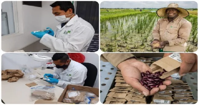 Alrededor de 400.000 materiales genéticos han sido distribuidos en los diferentes continentes para contribuir a la investigación agrícola