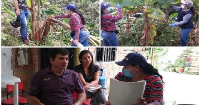 En cultivos de plátano y banano, el ICA previene el ingreso y propagación de plagas y enfermedades