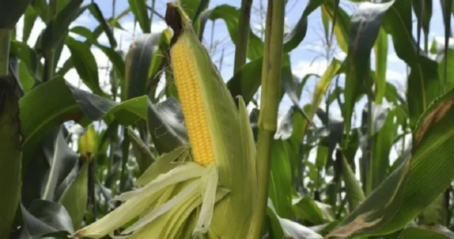 Medidas de control para el manejo de enfermedades sistémicas y sus vectores en cultivos de maíz y sorgo en el Tolima