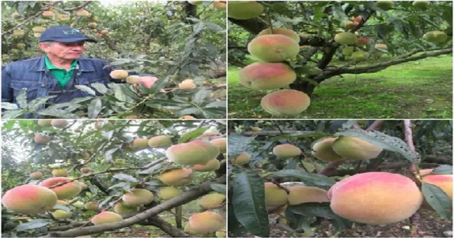 Productores de durazno deben implementar medidas de control a las moscas de la fruta, con el fin de evitar afectaciones en sus predios