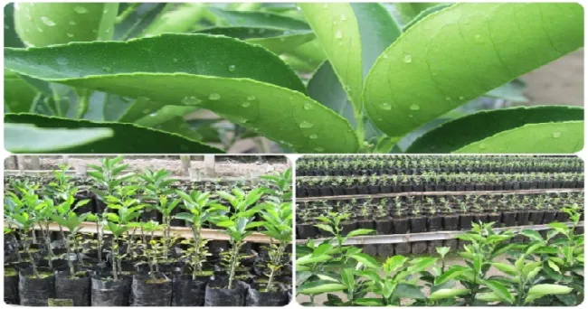 Quindío, territorio fértil y seguro para la producción de cítricos de exportación
