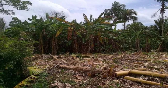 El ICA trabaja para que Sucre esté libre del moko del plátano