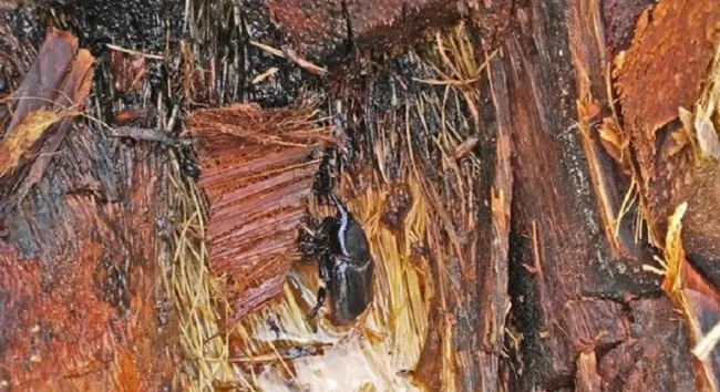 El ICA trabaja por la sanidad vegetal del departamento de Sucre