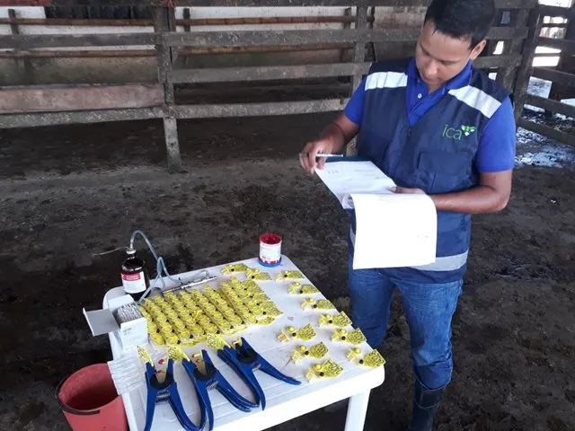 Ganaderos del Caquetá se encuentran comprometidos con el programa IdentifICA