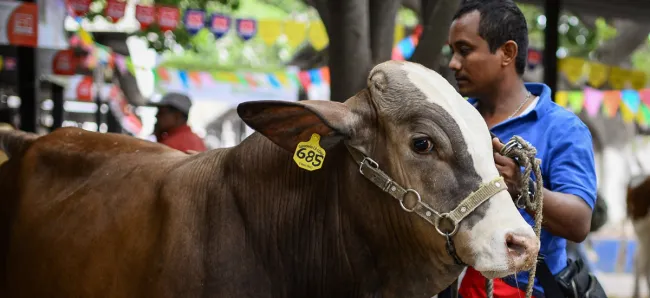 MinAgricultura solicita al ICA agilizar proceso de identificación bovina y bufalina - 18 de noviembre de 2016