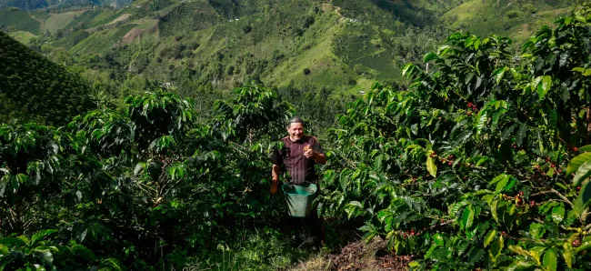 Más de 100 mil caficultores apoyados con programas de fertilización de cafetales - 22 de noviembre de 2016