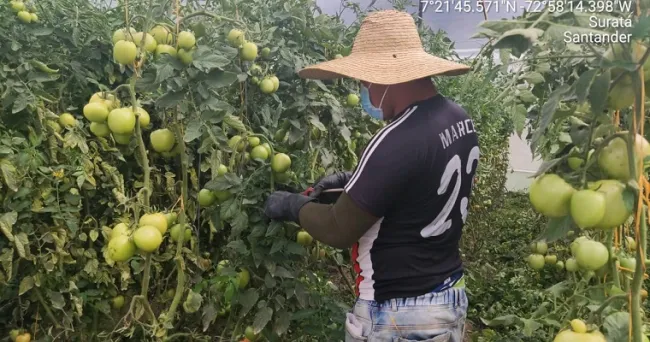 Suratá (Santander) cuenta con un proyecto de agricultura sostenible