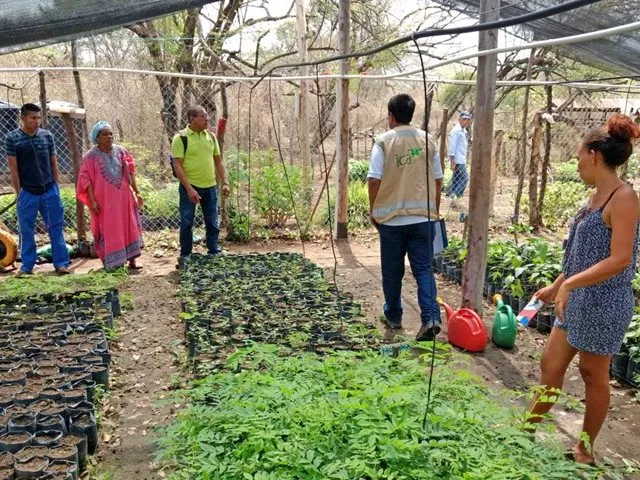 El ICA hace seguimiento y registro a viveros en La Guajira