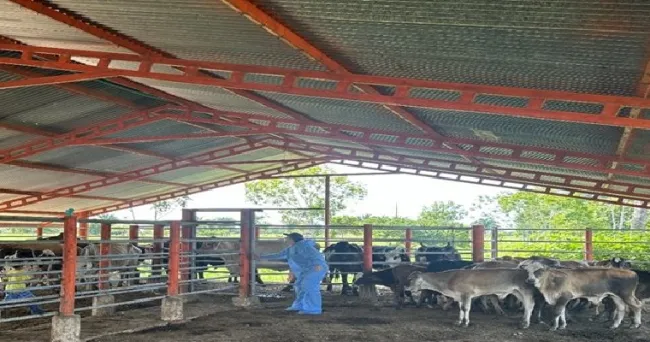 El ICA toma acciones contra la tuberculosis bovina en Arauca, para fortalecer la producción ganadera