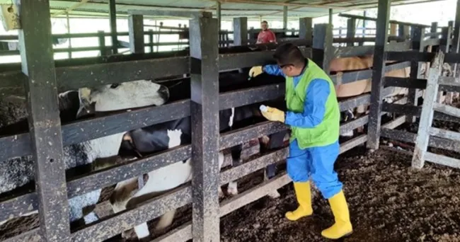 El ICA lidera la vacunación estratégica en Arauca para fortalecer la lucha contra la fiebre aftosa