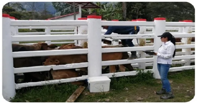 En 14 días se han vacunado 670.000 animales contra fiebre aftosa en zonas de frontera con Venezuela