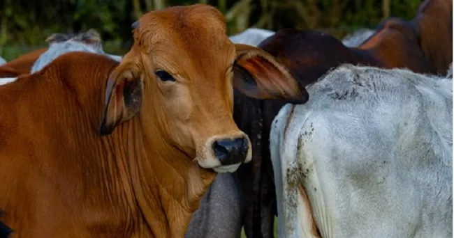 Este año la carne bovina colombiana, estará en la mesa de los iraníes