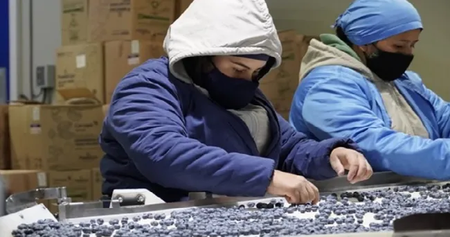 El ICA pondrá en marcha el nuevo modelo de inspección de productos agrícolas de exportación desde las plantas de producción en cinco departamentos