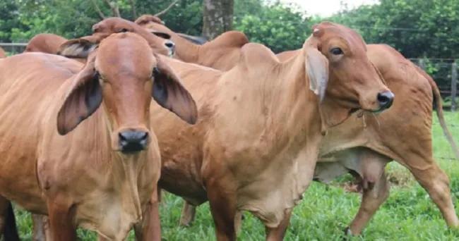 El ICA implementa medidas de contingencia para garantizar el bienestar y la sanidad animal durante el paro de transportadores