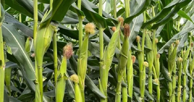 En Meta, el ICA fijó fechas de venta y siembra de semilla para el cultivo de arroz, maíz tecnificado y soya para el segundo semestre de 2024