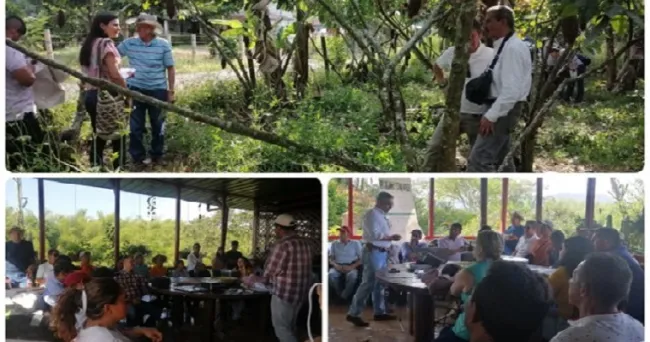 El ICA comprometido con el fortalecimiento de la producción de cacao en Quindío