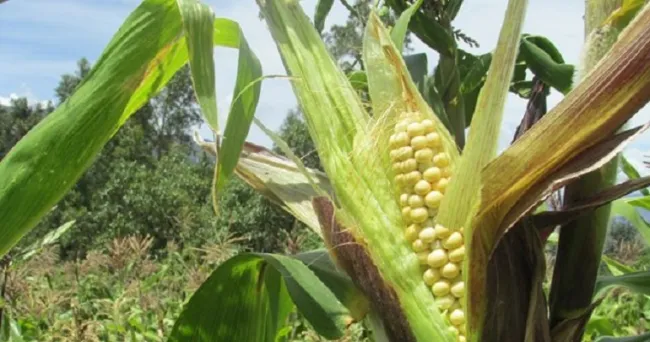 El ICA en Tolima estableció fechas para venta de semilla y siembra de cultivos de maíz y sorgo