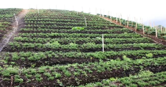 Con aromáticas de Sutamarchán, Boyacá envía productos saludables a Los Estados Unidos