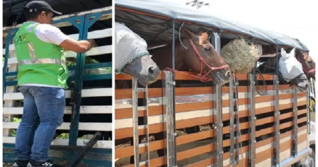 El ICA inicia capacitaciones sobre bienestar animal para transporte de animales en pie