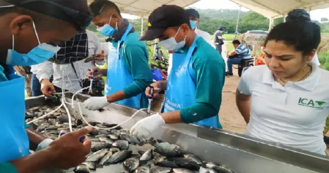 Inició vacunación contra bacteria que afecta los cultivos de tilapia en el país