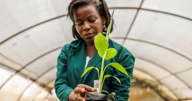 El nuevo informe insignia del CGIAR ayudará a los tomadores de decisiones a transformar los sistemas alimentarios, de tierra y de agua
