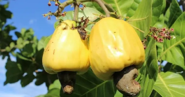Productores buscan sembrar marañón en la región caribe con acompañamiento de Agrosavia