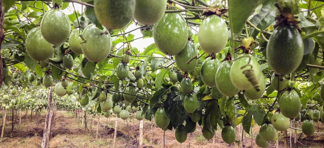 Colombia será anfitrión del Congreso mundial de pasifloras el próximo año - 11 de octubre de 2016