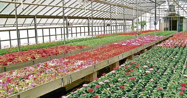 Convenio para mejorar la calidad de cultivos de flores en la región