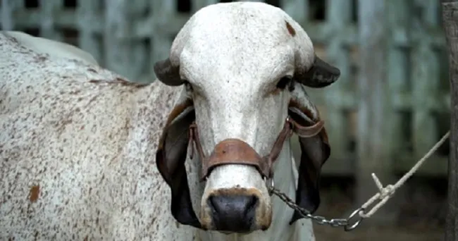 En el Ciclo I contra fiebre aftosa se ha vacunado 6,7 millones de bovinos en el país