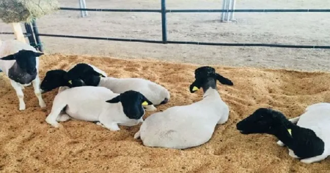 Especies ovinas, caprinas y porcinas no deben ser vacunadas contra la fiebre aftosa durante el I ciclo de vacunación 2019