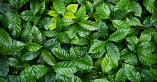 Starbucks y la Federación Nacional de Cafeteros de Colombia entregan más de 55 millones de plántulas de café a través de un innovador programa de renovación