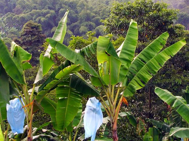 El ICA alerta por casos de estafa a nombre de la Institución en Urabá